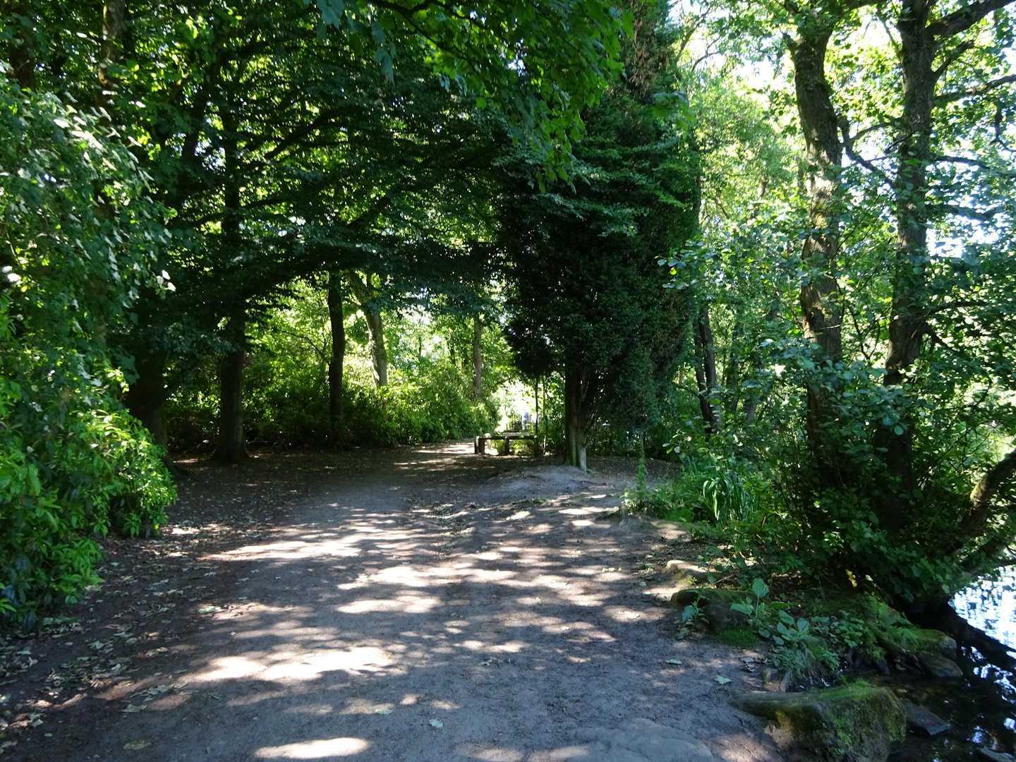 A dirt path winds through a forest beside a lake.